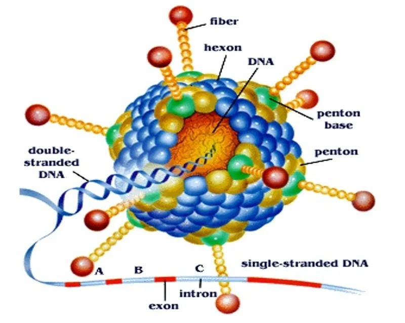 adenovirus la gi